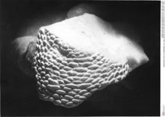 Historisches Foto von Galatheites nov. spec (NHMW-AFW-GEO-BACHMAYER-FOTO-1990-0041-2081)